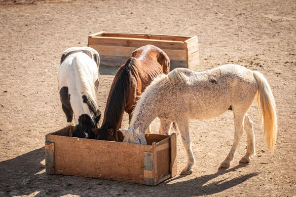 Tenerife Horse Rescue wird von Royal Horsemen unterstützt