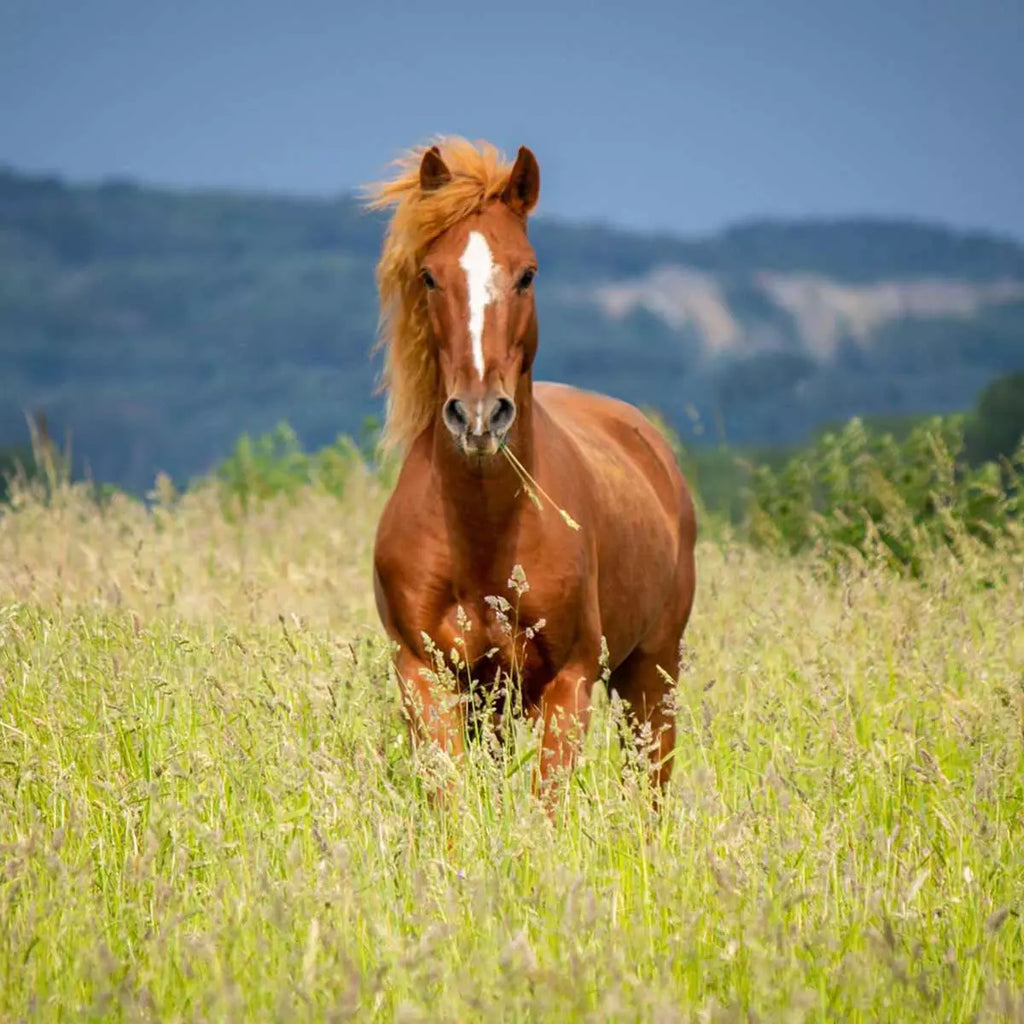 Der Mustang ist ein Symbol für Freiheit und Nachhaltigkeit