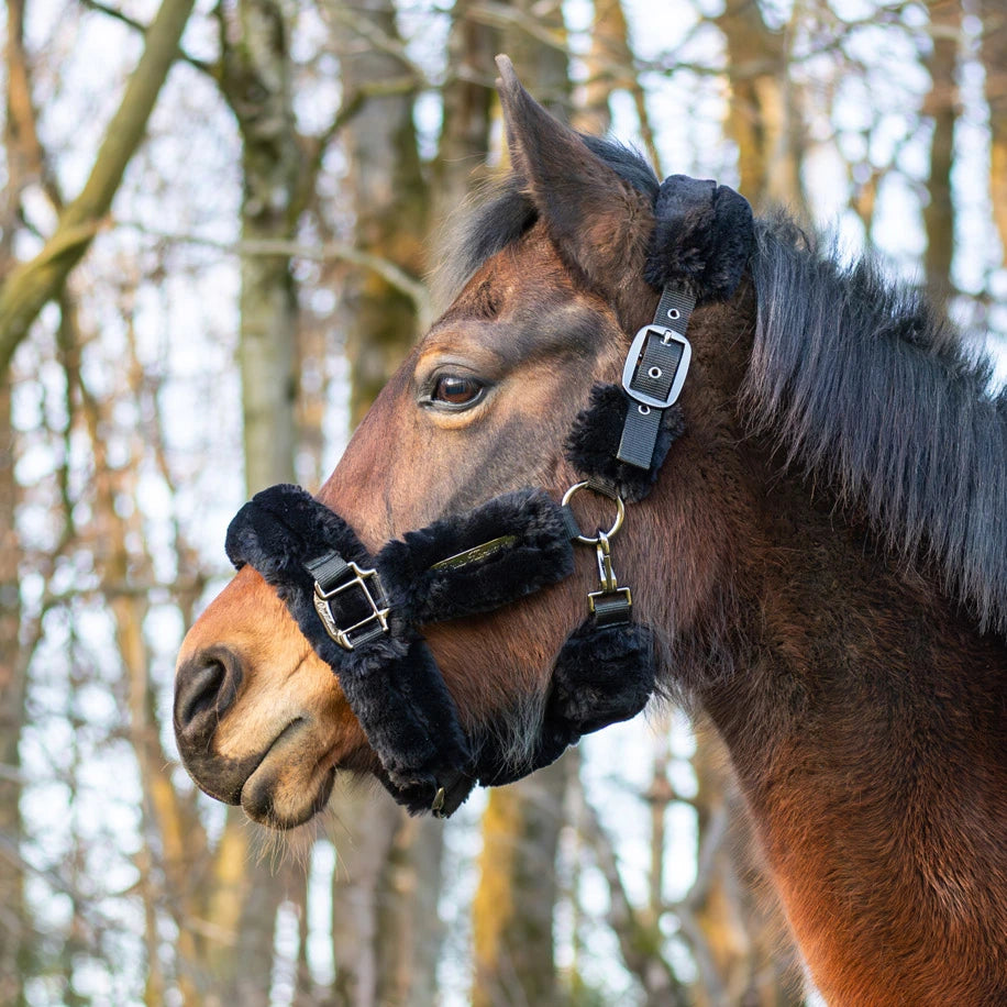 Flauschiges Halfter in schwarz von Royal Horsemen